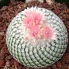 Epithelantha_bokei_unguispina